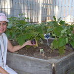 woman holds up an eggplant from the raised vegetable bed
