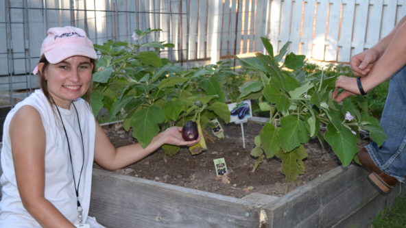 woman holds up an eggplant from the raised vegetable bed