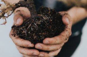 photo of hands holding dirt, green thumb gardening
